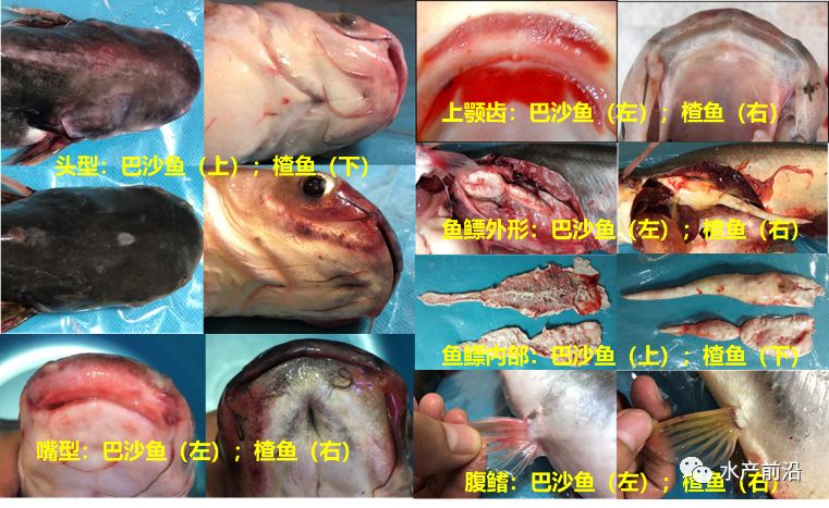 (8)鱼鳔外形和内部构造:巴沙鱼的鱼鳔为二鳔室,短且长度不达肛门,鱼鳔