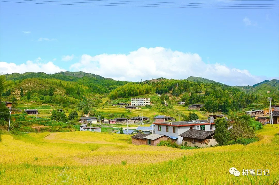 福建·大田·屏山秋色 ● 稻田香!