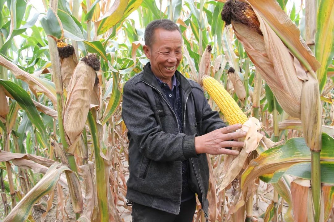 农民看着长势良好的玉米喜笑颜开 李文 摄