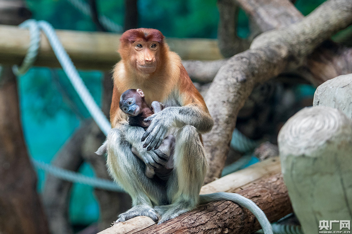 中国第一只珍稀大鼻猴宝宝在长隆诞生国庆期间首次亮相