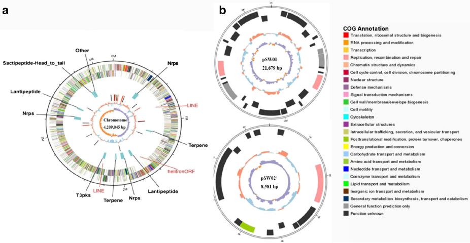 图5 植物内生芽孢杆菌基因组(a)和质粒(b)圈图6柳枝稷表观遗传研究