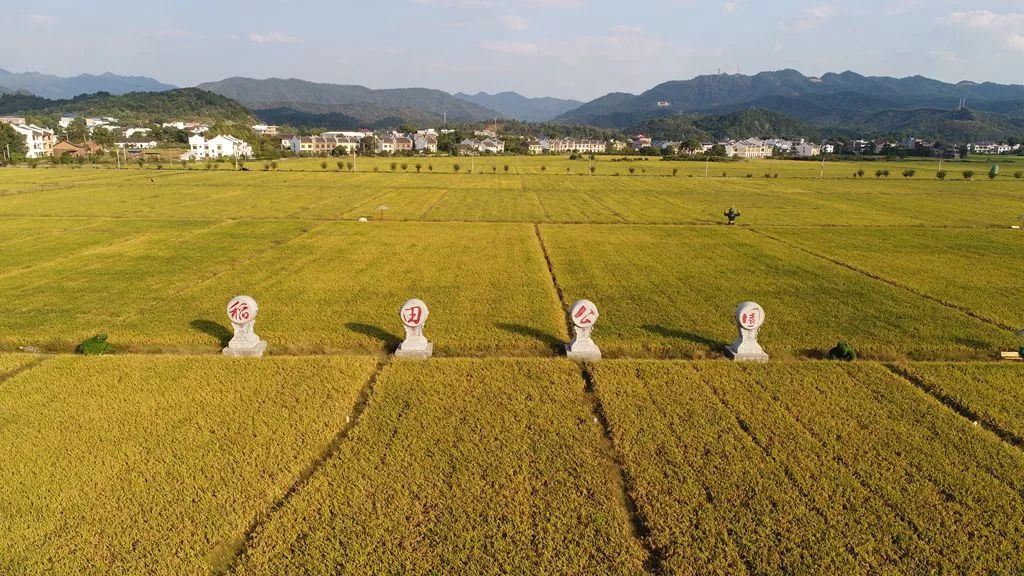 在秋天的稻田公园里想念它的冬天和春夏