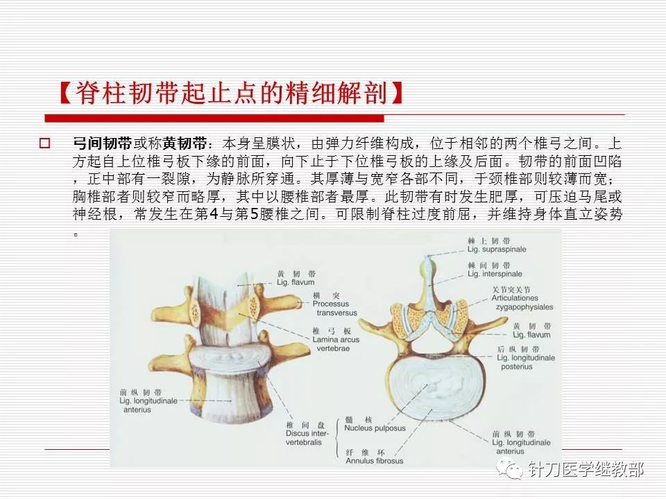 全身主要韧带详解值得收藏