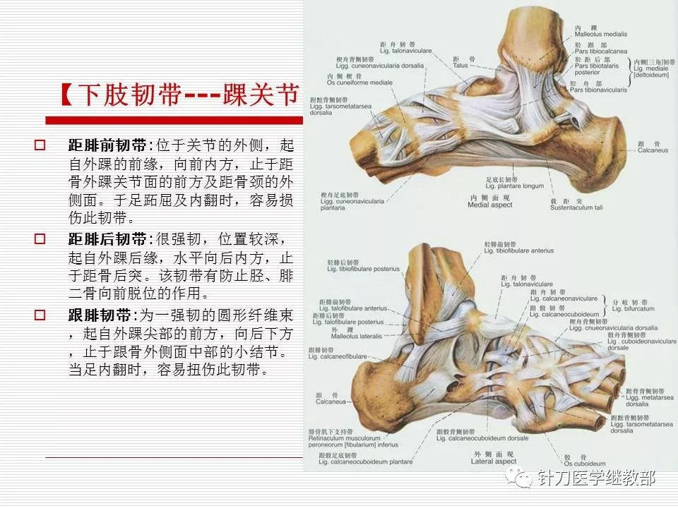 全身主要韧带详解【值得收藏】