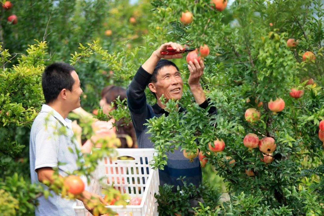 淮北烈山榴园村被央视一套报道啦!还有一堆好消息……_石榴