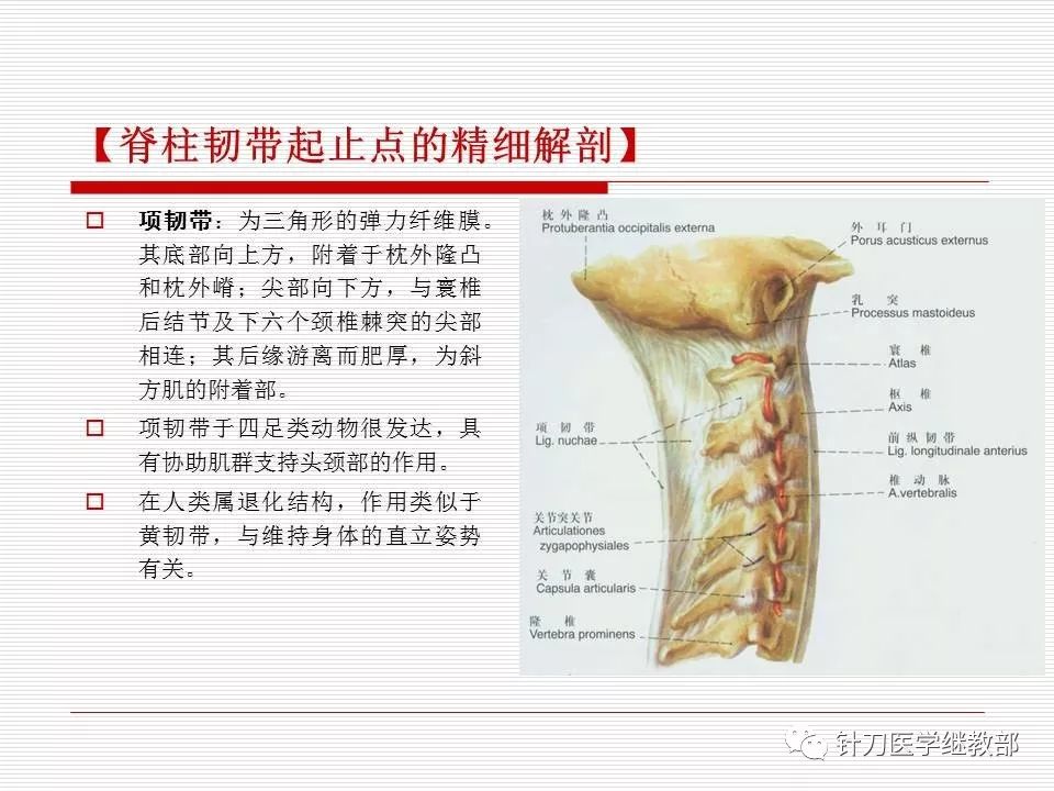 全身主要韧带详解值得收藏