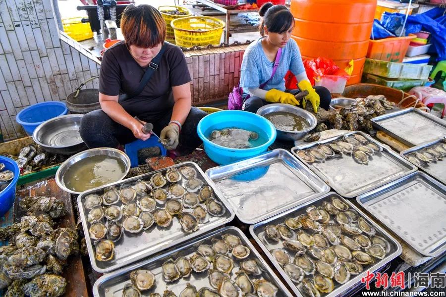 图为文昌清澜渔港海鲜市场正在出售的生蚝.骆云飞摄