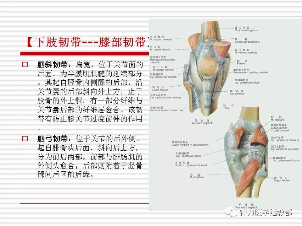 全身主要韧带详解【值得收藏】