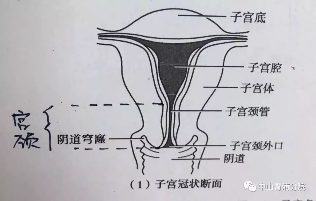 【做在青医】我院产科成功开展首例宫颈环扎术