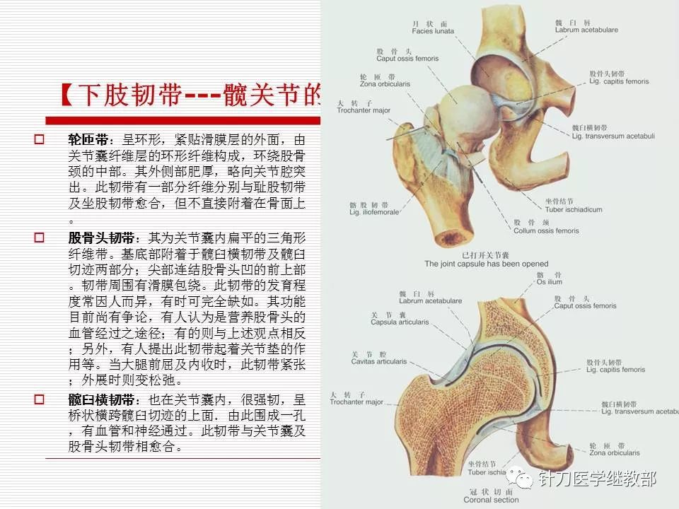 全身主要韧带详解【值得收藏】