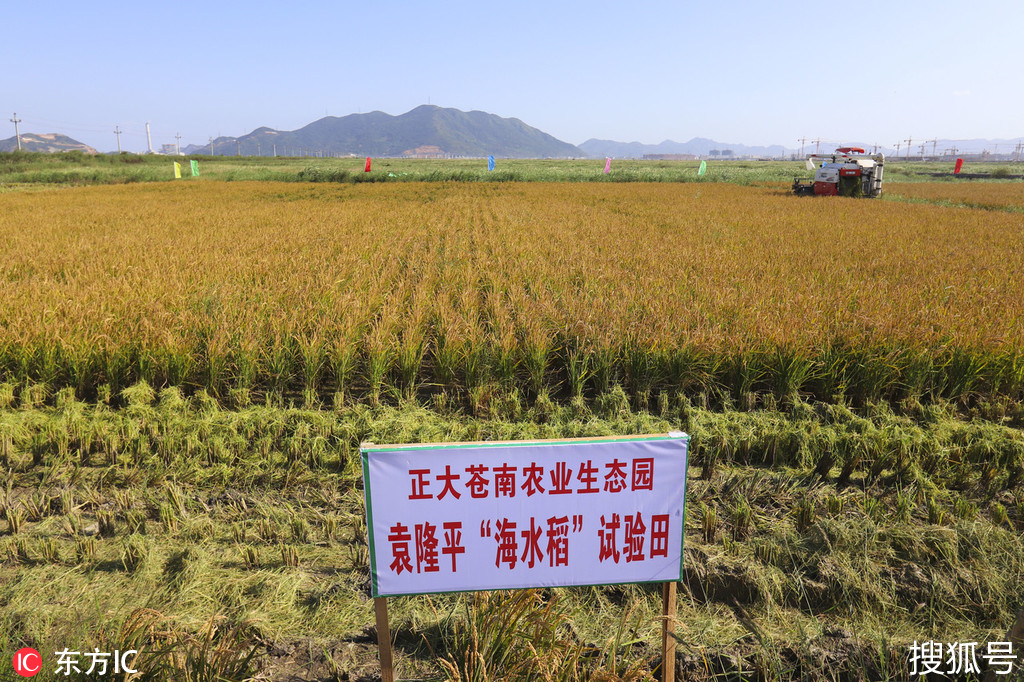 300亩重度盐碱地长粮食袁隆平"海水稻"温州收割