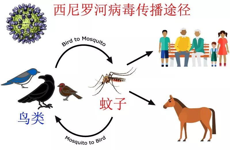 蚊虫叮咬可传播致命病毒 今年加州已有4人死于西尼罗河病毒 蚊子