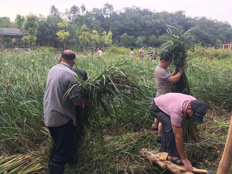 厚街数十年后再现收割莞草盛景今天的朋友圈被它霸屏了