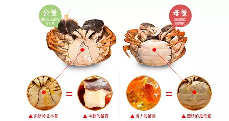 作为忠实的螃蟹粉 小编今天再给大家科普一下 如何挑选螃蟹 以及吃蟹