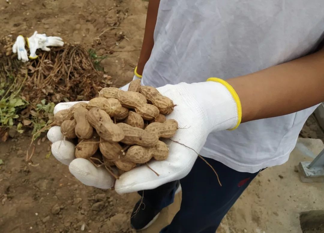 花果累累生生不息北京四中房山校区2018秋季花生丰收节