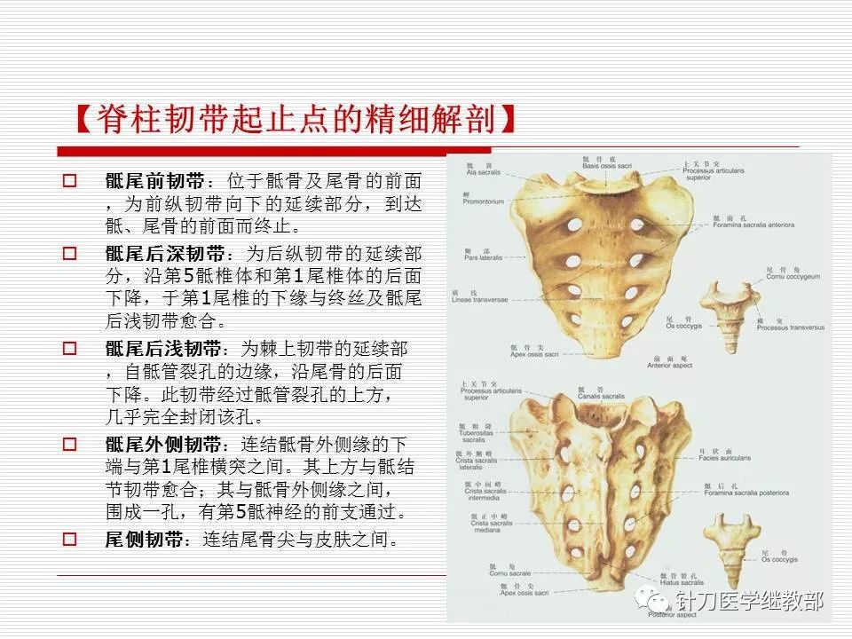 全身主要韧带详解值得收藏