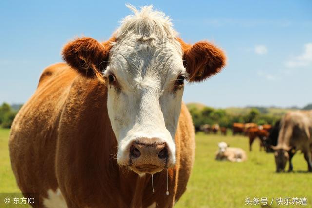 牛不反刍是什么原因引起?如何才能让牛正常反刍呢?