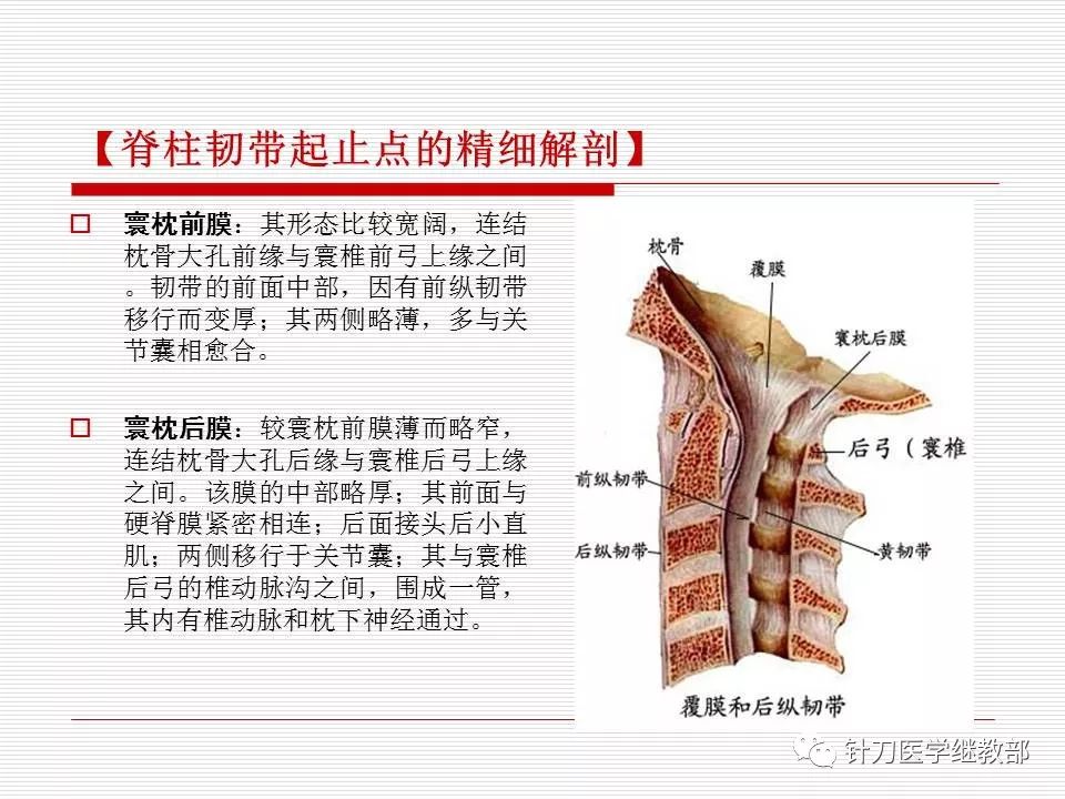 全身主要韧带详解值得收藏