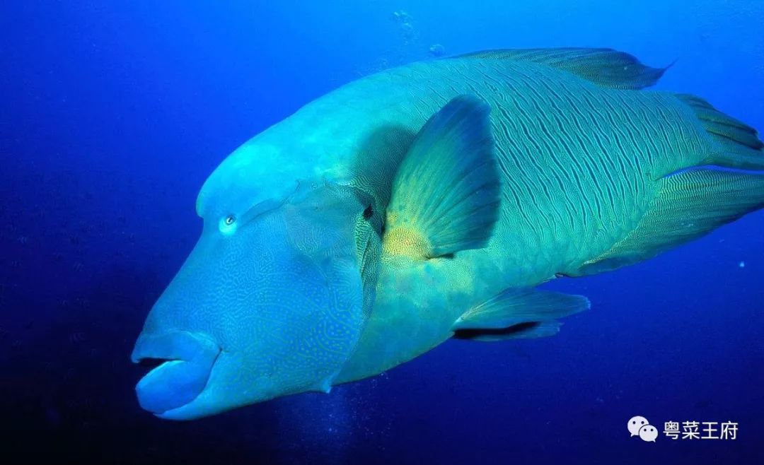 是鱼族群里的"舒淇",美丽,高贵,深海蓝的身姿;苏眉鱼眼睛的后面有两条