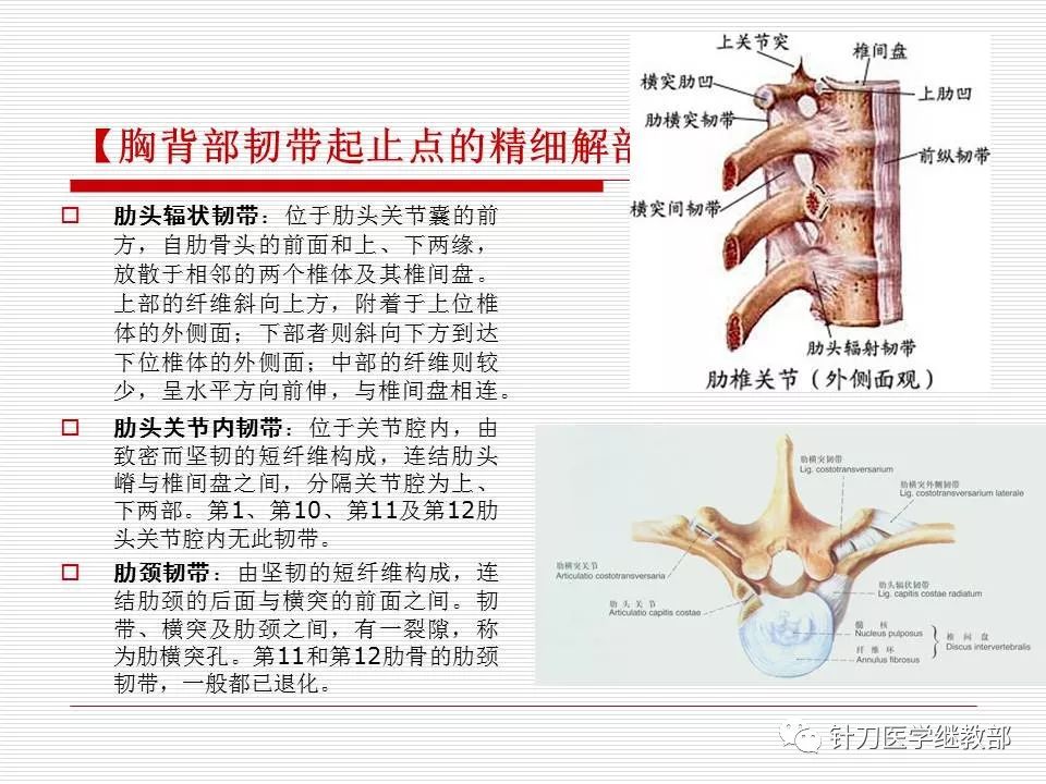 全身主要韧带详解值得收藏