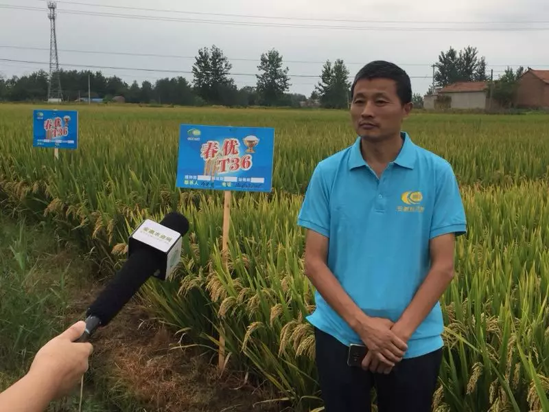 铁杆 大穗 超高产—让众人惊叹不已,冒雨奔赴的桃花源春优t36