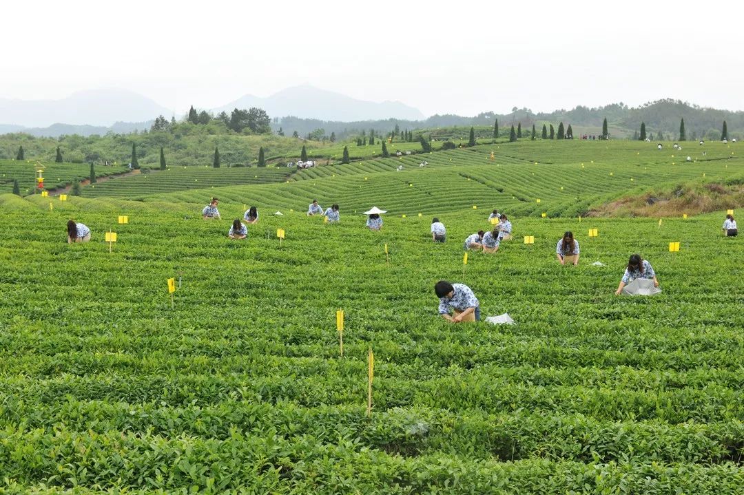 【关注】看修水宁红茶如何重振百年辉煌