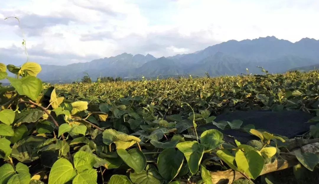 位于秦岭主峰太白山下,肥沃的土地,太白山雪水的灌溉,为徐香猕猴桃