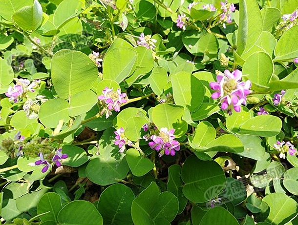 广金钱草主要分布于广东湛江茂名,广西桂林等地,其中桂林市临桂区的