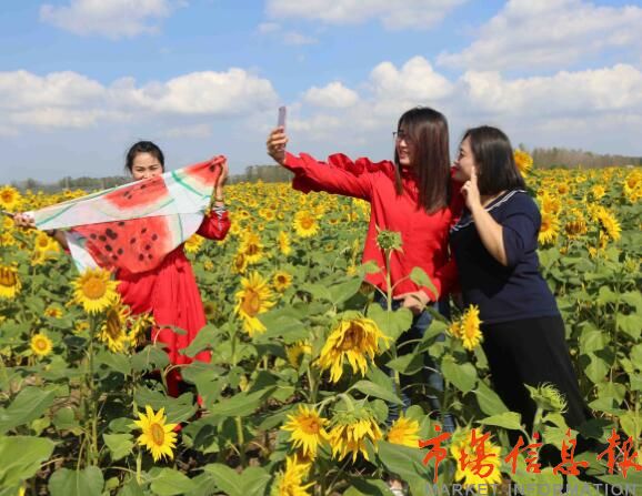 江苏连云港海州区浦南镇农业园区岁月如歌生态观光基地的200亩向日葵