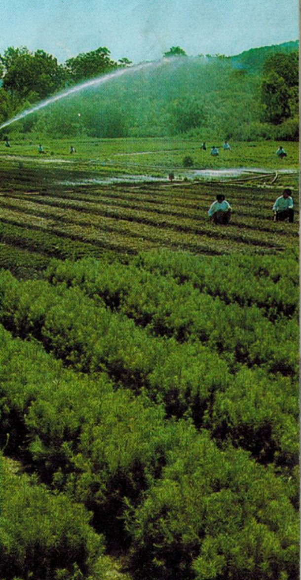 老照片:70年代的北大荒 农场太大了要开飞机施肥