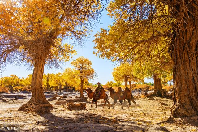 全国季节性最强的景区 每年只开一个月 最佳观赏期10月5号左右 杨林