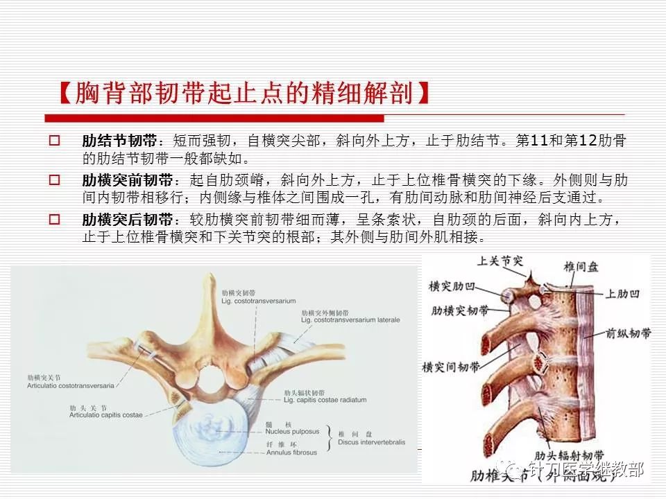 全身主要韧带详解值得收藏