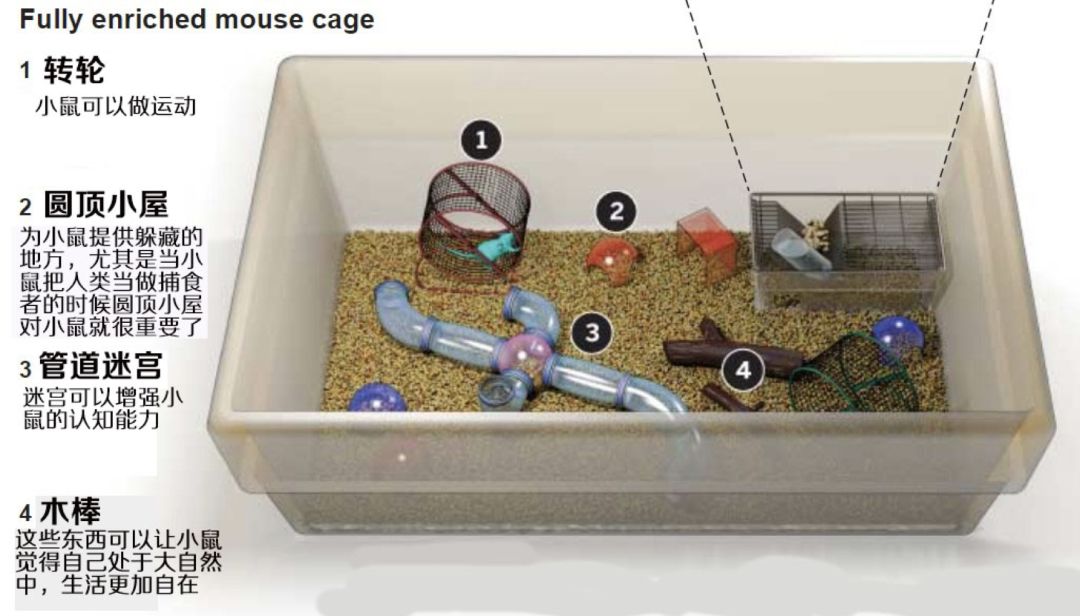 有一种小鼠,生活得锦衣玉食,但你可能并不了解ta_实验