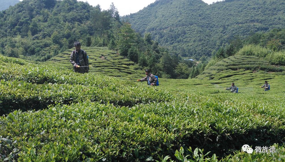 【"两山"基地建设】专访:③——旌德县俞村镇