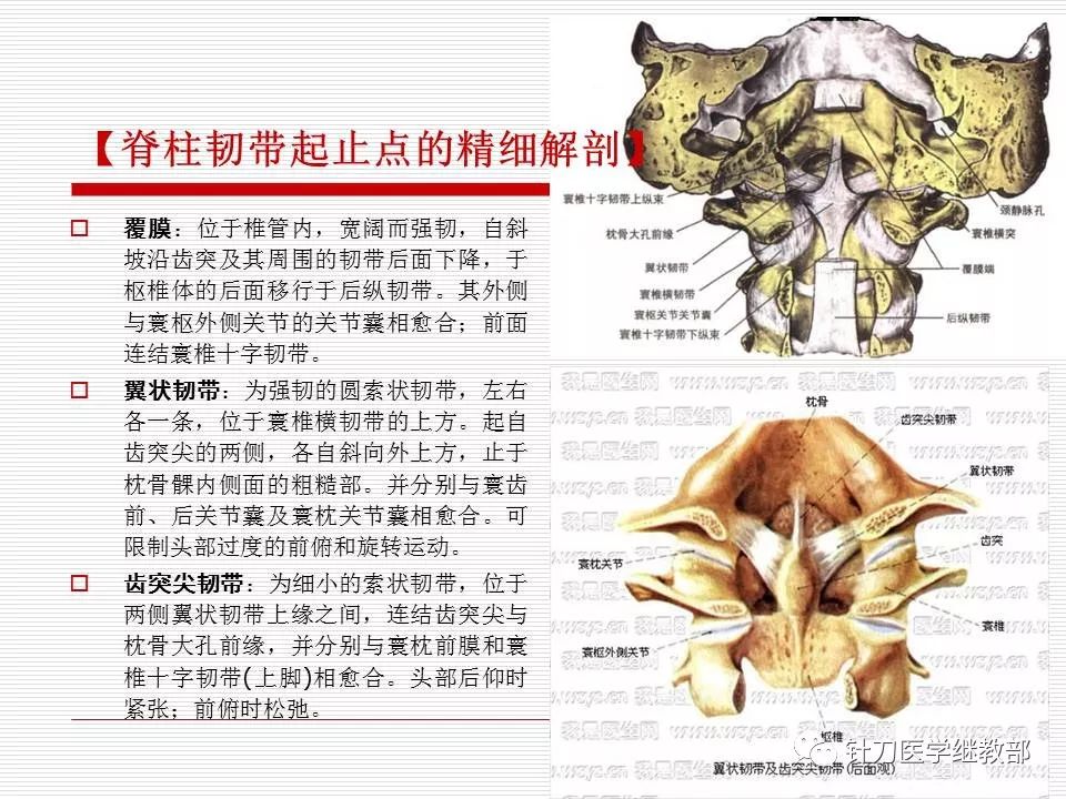 全身主要韧带详解值得收藏