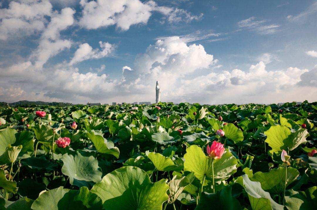 【民生】华阳湖《荷花海洋上的无人机》——德媒关注麻涌巨变