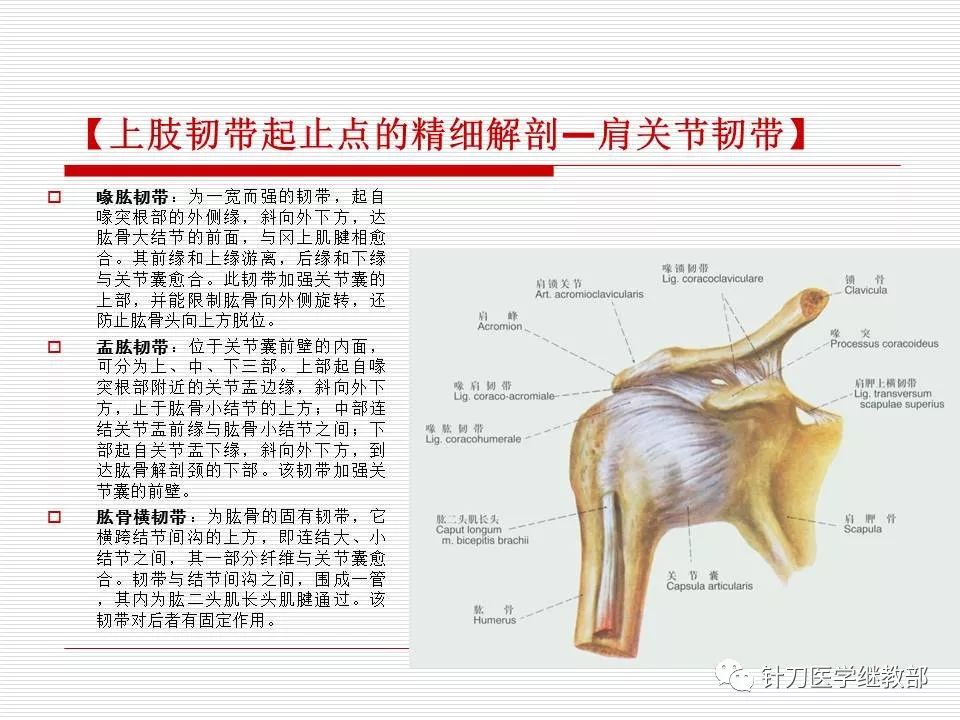 全身主要韧带详解值得收藏