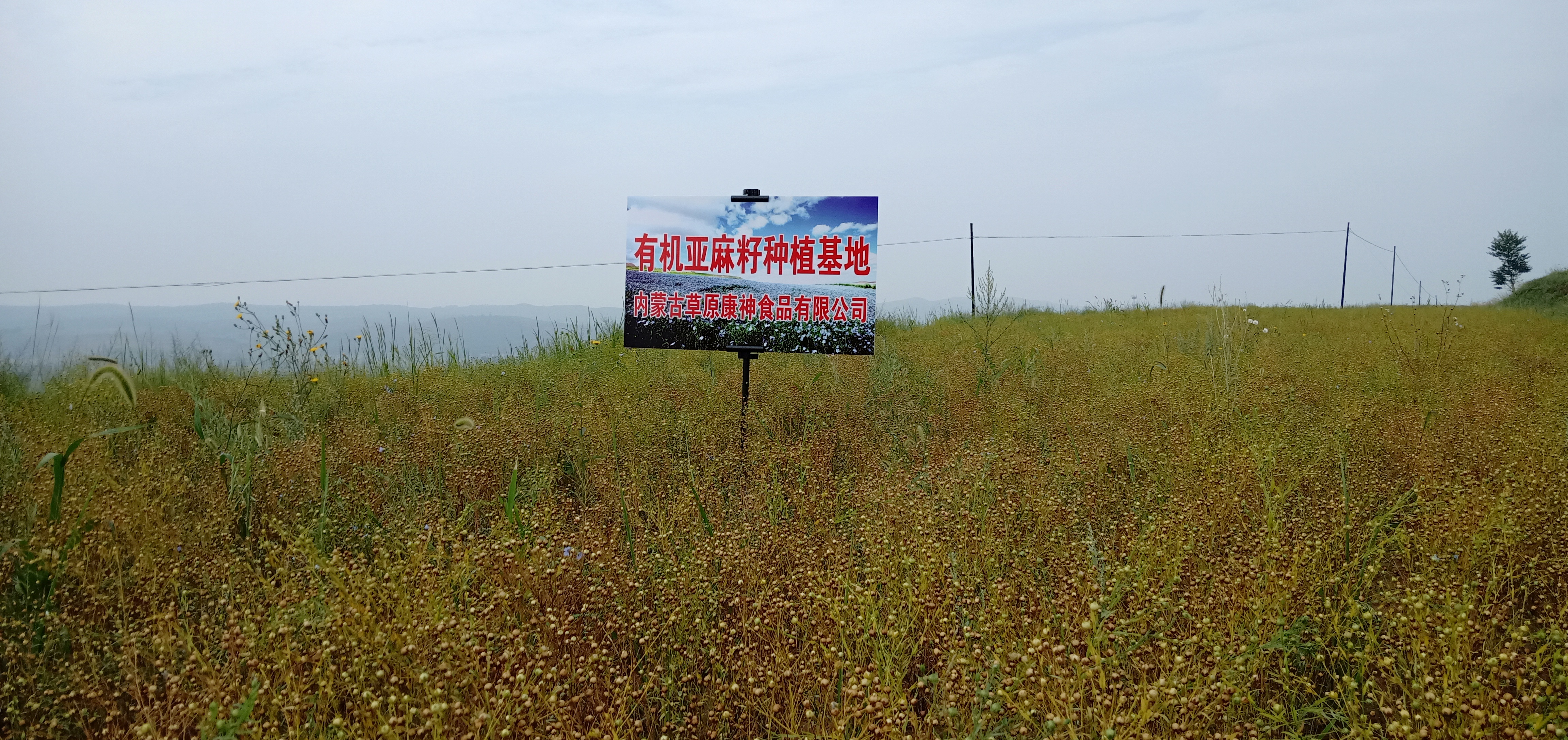 草原康神亚麻油中的α-亚麻酸对高血压有很好的调节作用_增加