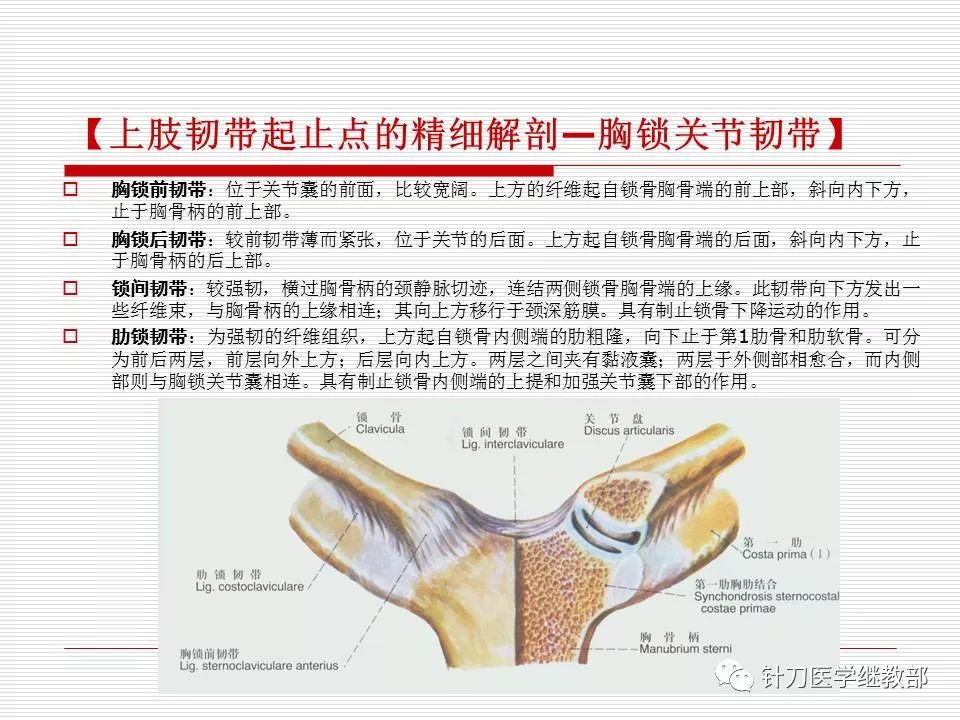 全身主要韧带详解值得收藏