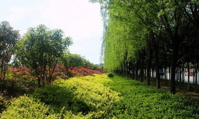 如何利用本土植物建设城市园林景观_群落