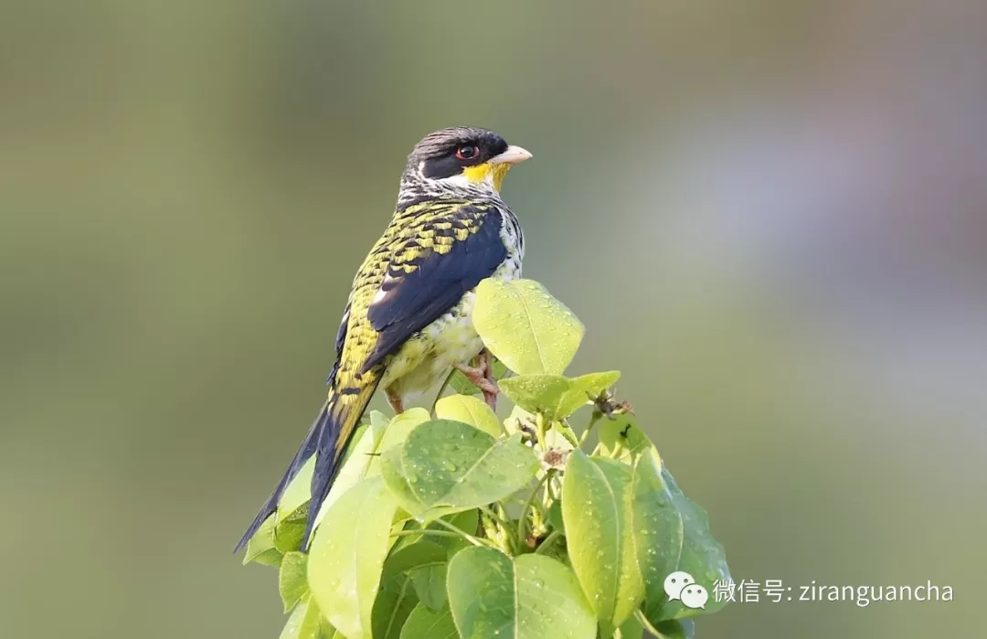 身穿燕尾服翩舞天地间