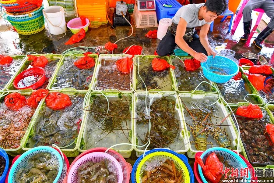 图为在文昌清澜渔港海鲜市场出售的各类海鲜.骆云飞摄