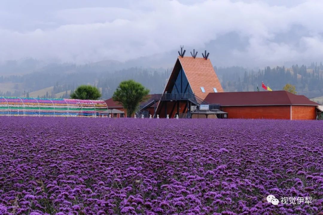 花海那拉提