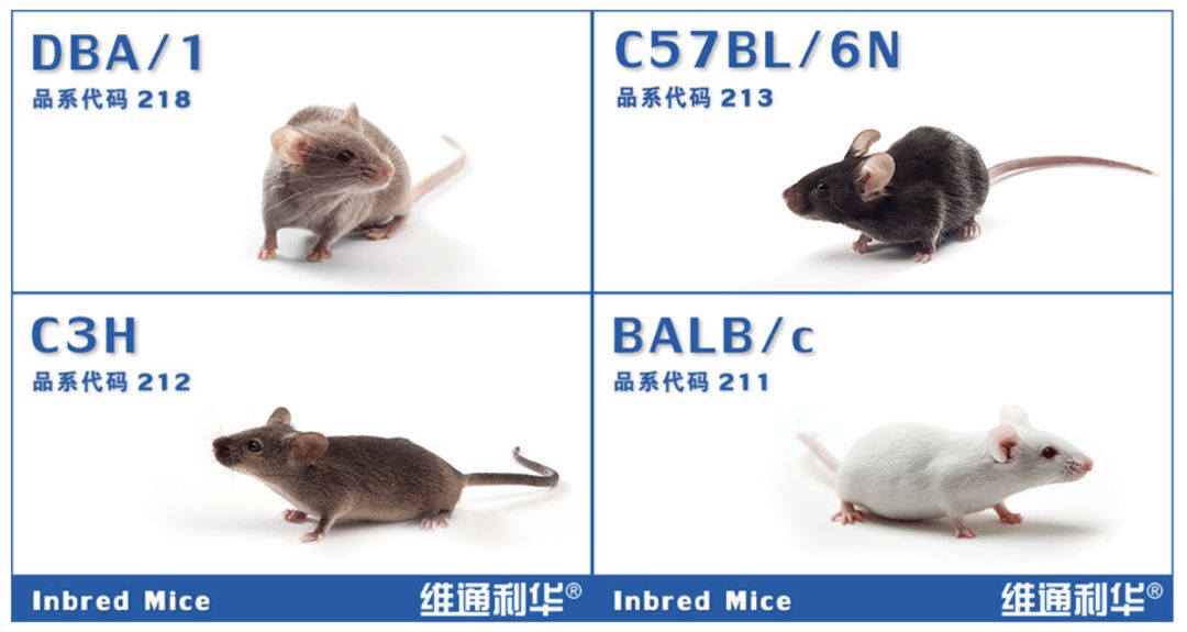 macdowell用巴格的白化小鼠创造了balb/c小鼠.