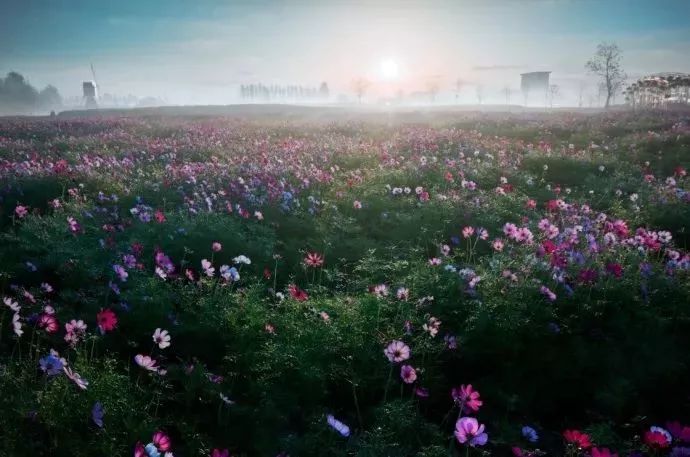 这里是花海"仙境"和紫藤隧道