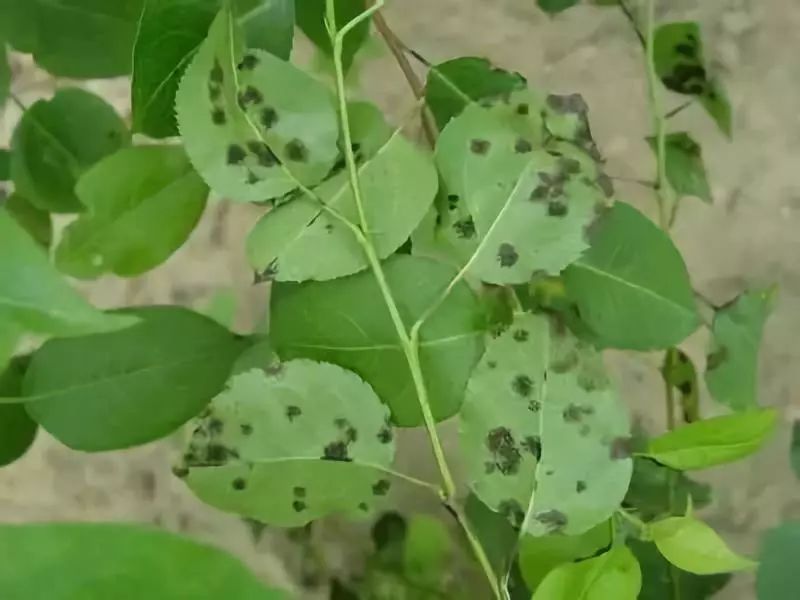 蔬菜等作物,主要用作叶面处理剂和种子处理剂,主要用于防治梨黑星病