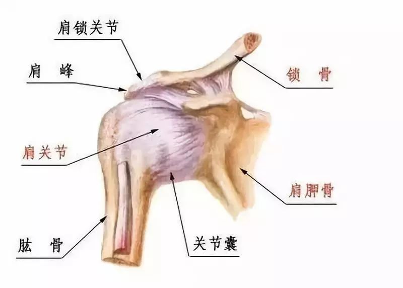 也就是我们常说的肩袖肌群,即冈上肌,冈下肌,小圆肌和肩胛下肌