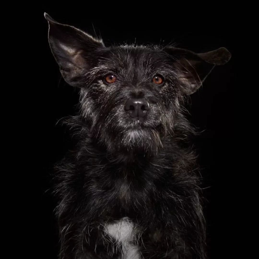 高清晰趴着的黑色狗壁纸-欧莱凯设计网