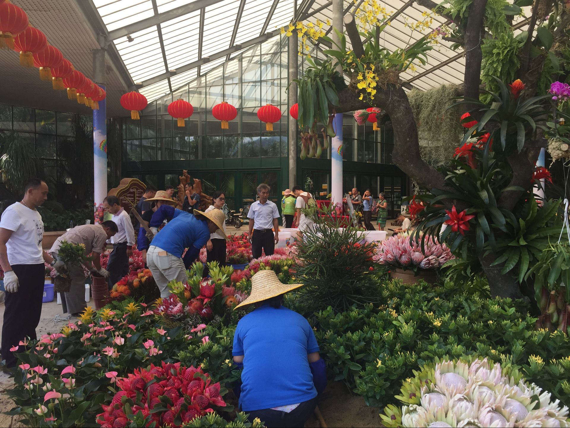 2018国庆期间 南非帝王花艺术展在华南植物园开展 廖景平