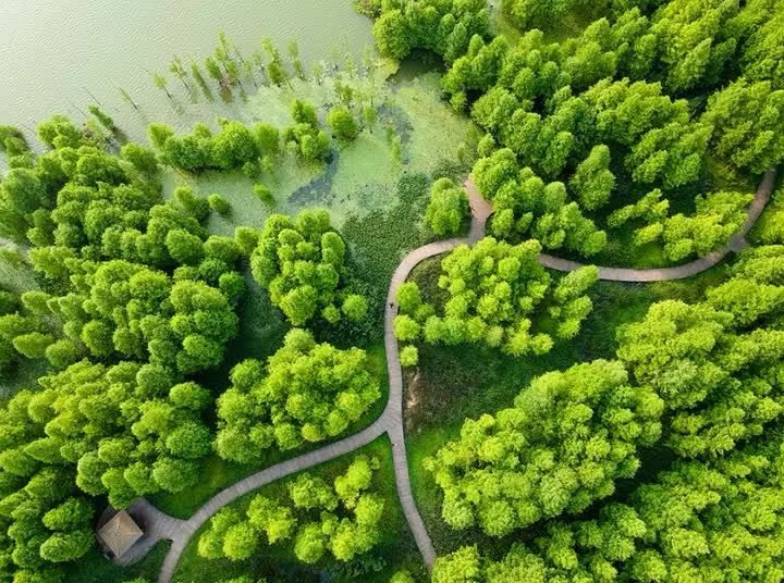 镇江,一座国家森林城市!你好,这是我的绿色名片!
